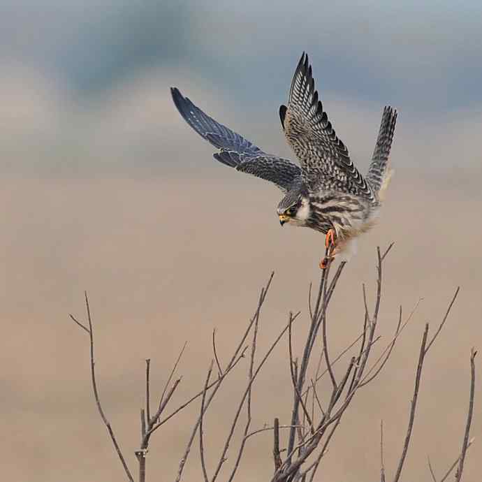 盘点野鸭湖（我的2012年）