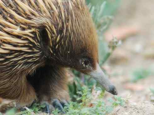 动物世界：山寨还是原创之三