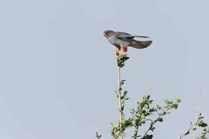 阿穆尔隼与普通燕鸻（生境）