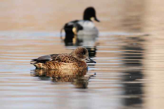 唐罗鸭 wbr八百里加急★