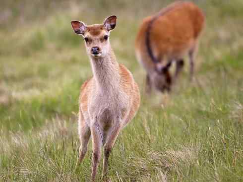 麒麟:传说的兽原型探秘(梅花鹿) 麒麟:传说的兽原型探秘(梅花鹿)