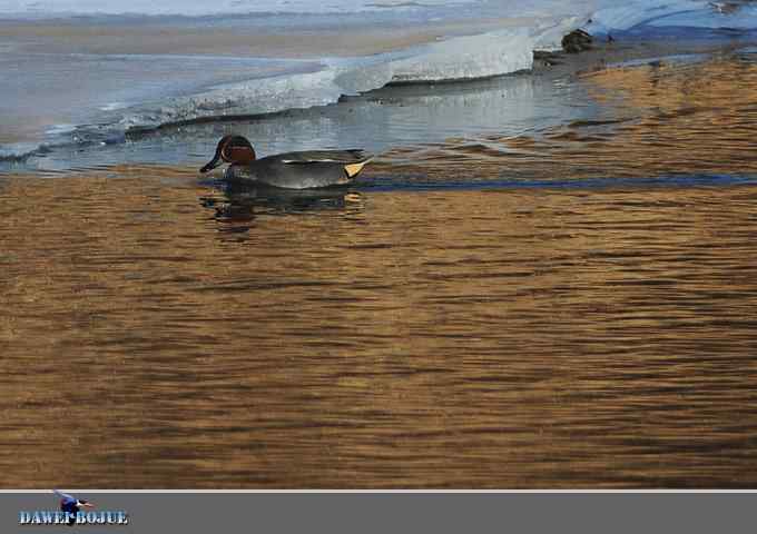 冰上鸭趣 冰上鸭趣