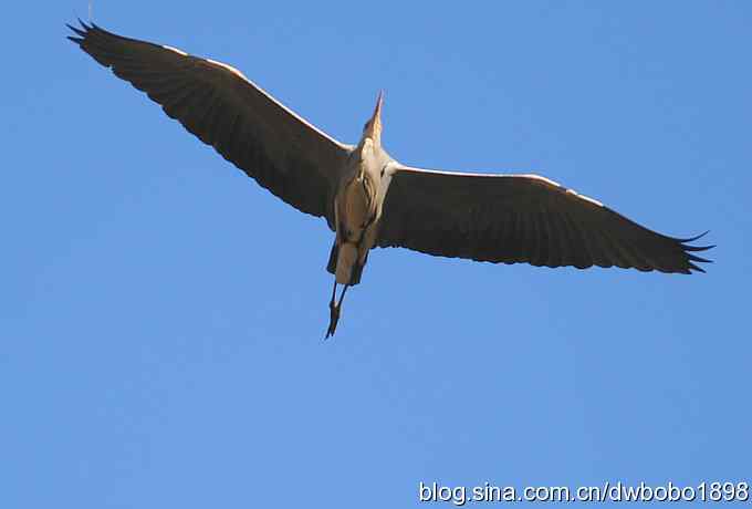 秃鹫和十渡的几只大鸟