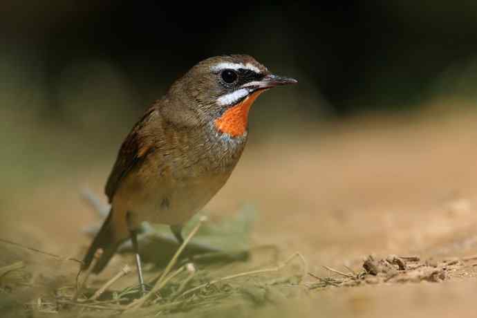 秋季迁徙鸟：红喉歌鸲*