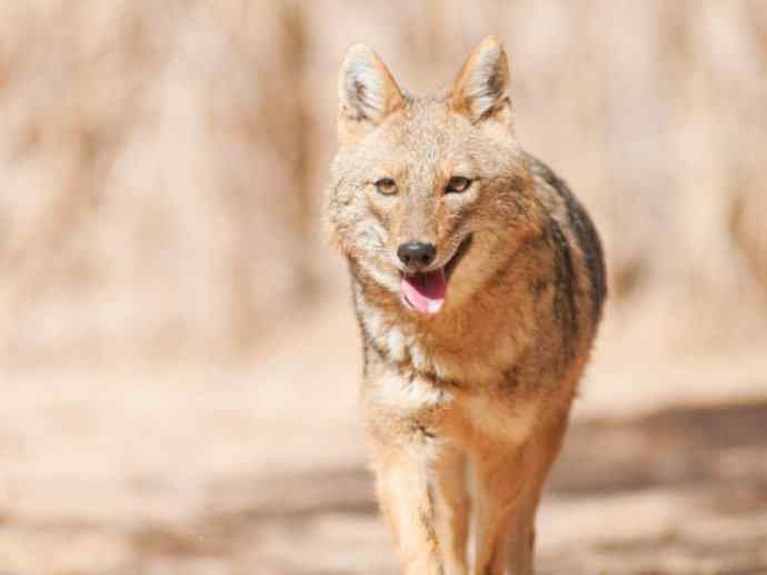 犬科：犬亚科犬属之金豺、黑背豺（胡狼类）