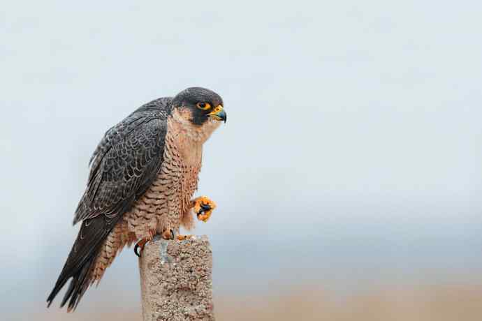 野鸭湖总有意想不到的收获