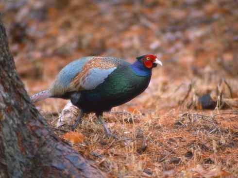 家禽驯化之源之五