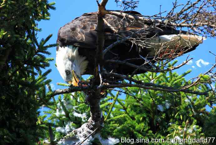 鹰爪之下 wbr焉有完鸟？