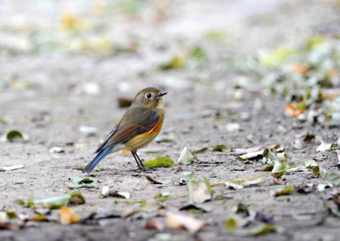 雌性红胁蓝尾鸲（7）