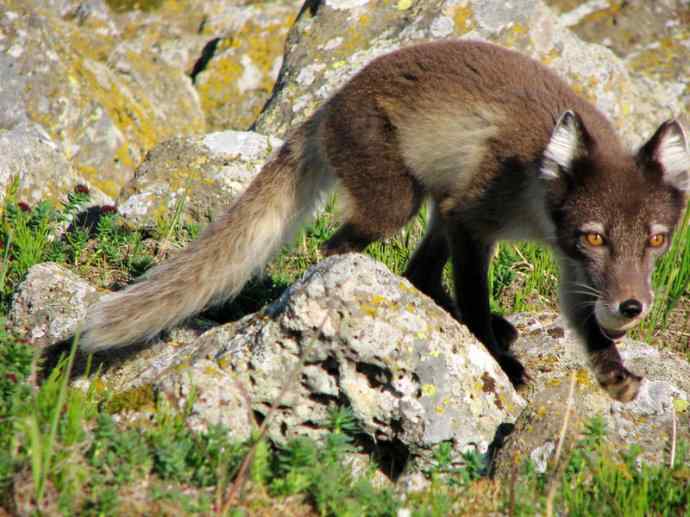 犬科：狐亚科之北极狐（雪鸮、雷鸟）