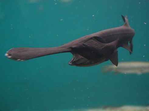 鱼类活化石：匙吻鲟科