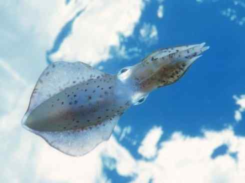 自然奇观:动物大迁徙(乌贼) 自然奇观:动物大迁徙(乌贼)