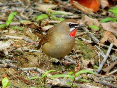 家禽驯化之源之二十七