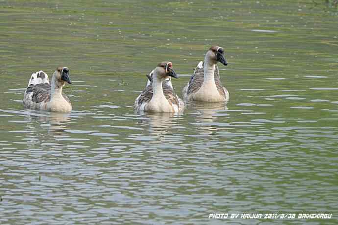 偶遇电线版黄爪隼（附议）