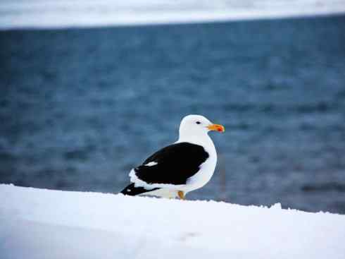 白头鸟系列:另类的美丽(黑背鸥) 白头鸟系列:另类的美丽(黑背鸥)