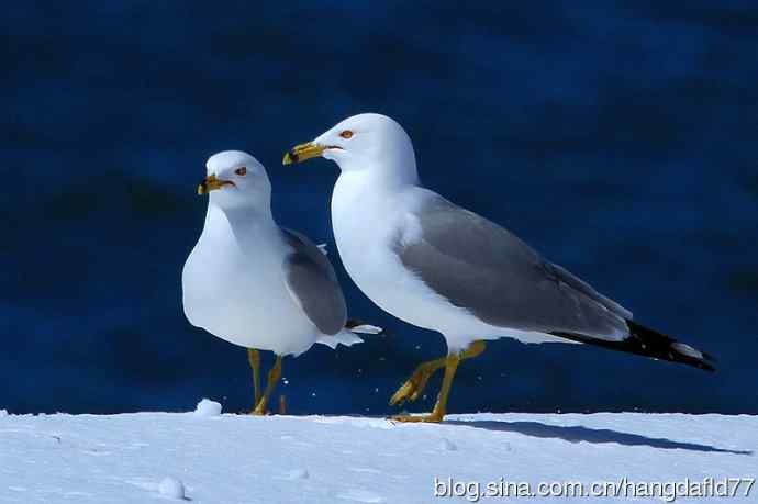 环嘴鸥（5）