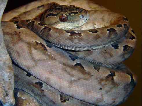 龙：传说的兽原型探秘（树蚺类）