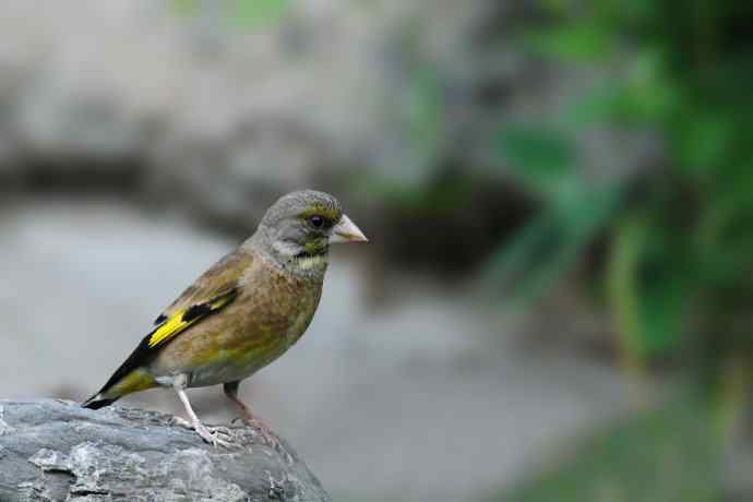 等待（南植收获）