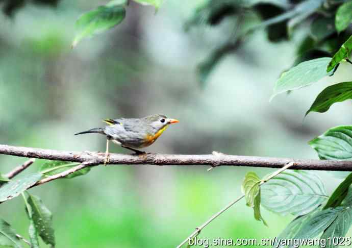 又遇相思鸟(2) 又遇相思鸟(2)