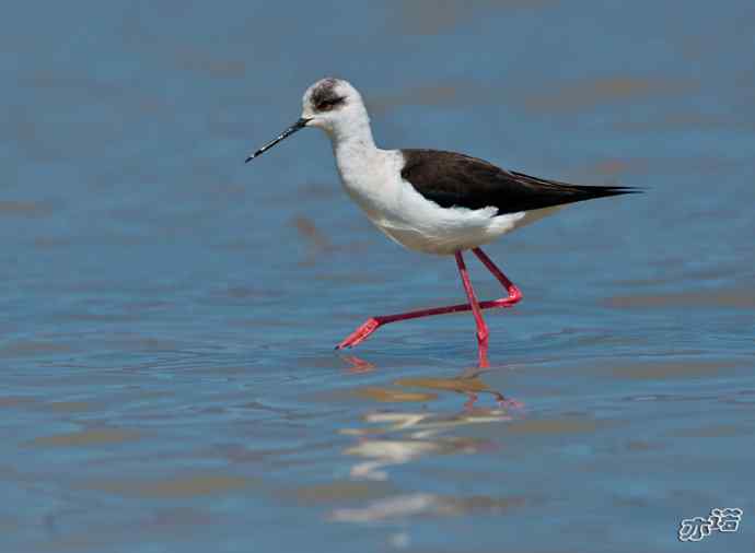 官厅水库&nbsp;wbr路&nbsp;wbr黑翅长脚鹬