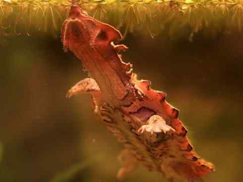 玄武：传说的兽原型探秘（玛塔龟）