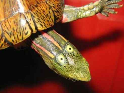 玄武:传说的兽原型探秘(潮龟) 玄武:传说的兽原型探秘(潮龟)