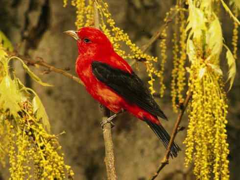 极品红色鸟类：猩红比蓝雀