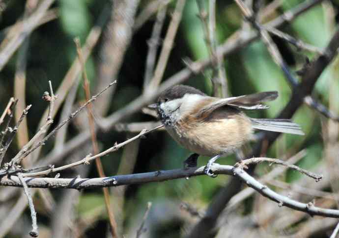 大年初一好收获(褐头山雀记录版) 大年初一好收获(褐头山雀记录版)