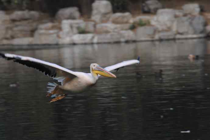 再拍大鹈鹕 wbr wbr4 再拍大鹈鹕 wbr wbr4