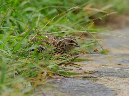 凤凰：传说的鸟原型探秘（鹌鹑）