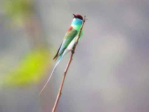 猎奇:长尾鸟雀之六(佛法僧目、蜂虎)