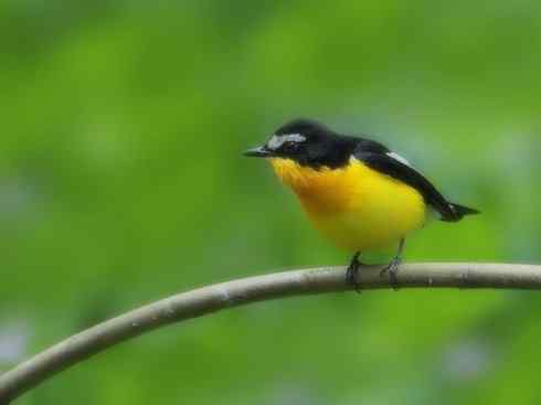 美丽无罪:雀鸟之姬鹟 美丽无罪:雀鸟之姬鹟