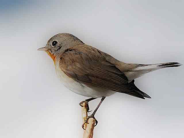 红胸姬鹟演绎冬天里的童话