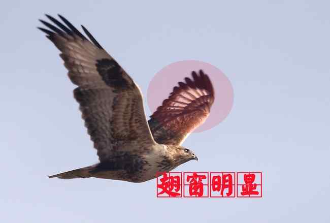 大鵟 猛禽大全——中国东部地区27种迁徙类猛禽辨识