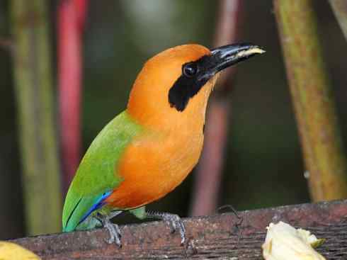 绝色攀禽:佛法僧目之翠鴗2 绝色攀禽:佛法僧目之翠鴗2