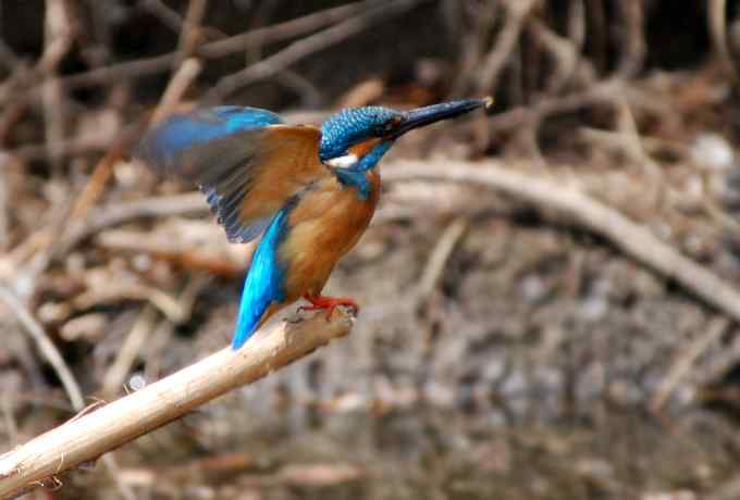 小翠儿的幸福生活