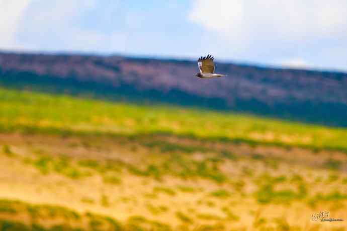 完全飞版白腹鹞