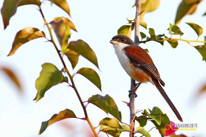 白斑黑石鵖 wbr wbr斑纹鸟 wbr wbr栗背伯劳