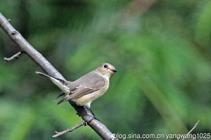 秋天的红喉姬鹟（8）