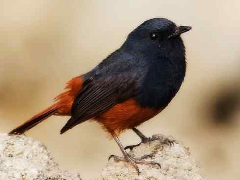 美丽无罪：雀鸟之溪鸲