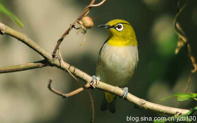 第一次遇到绣眼鸟（组图）