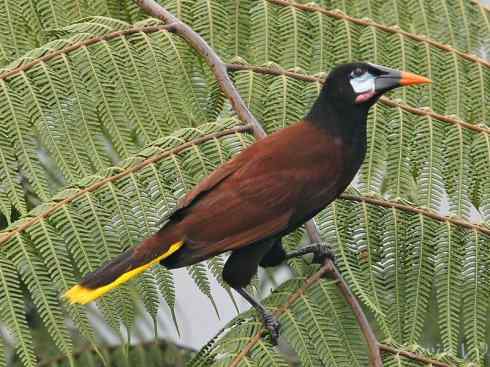 奇特的盔:拟椋鸟 奇特的盔:拟椋鸟