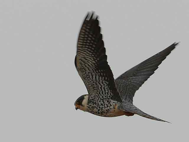 野鸭湖：阿穆尔隼与普通燕鸻