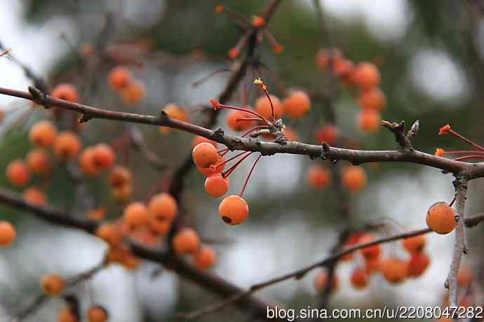 151.圣诞节送上12月份拍新鸟