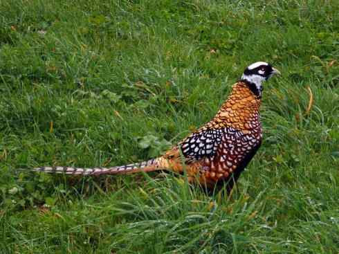 凤凰：传说的鸟原型探秘（雉鸡）