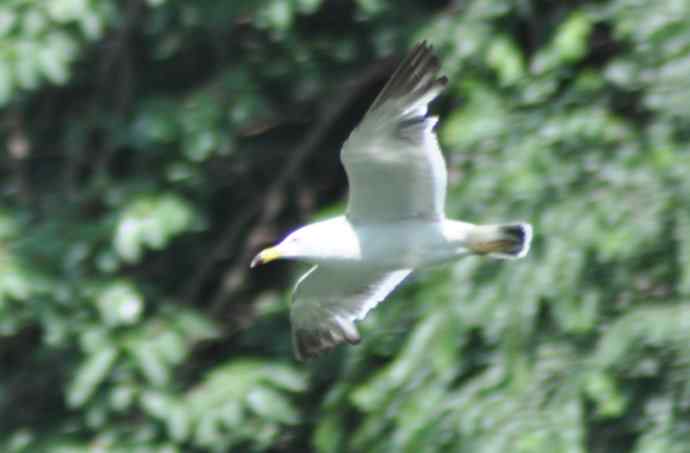 海鸥与打架的鸿雁