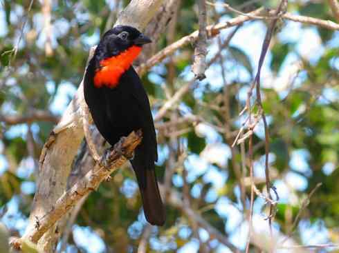极品红色鸟类：玫红比蓝雀
