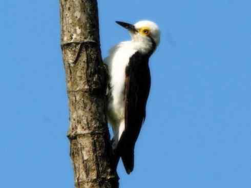 白头鸟系列：另类的美丽4