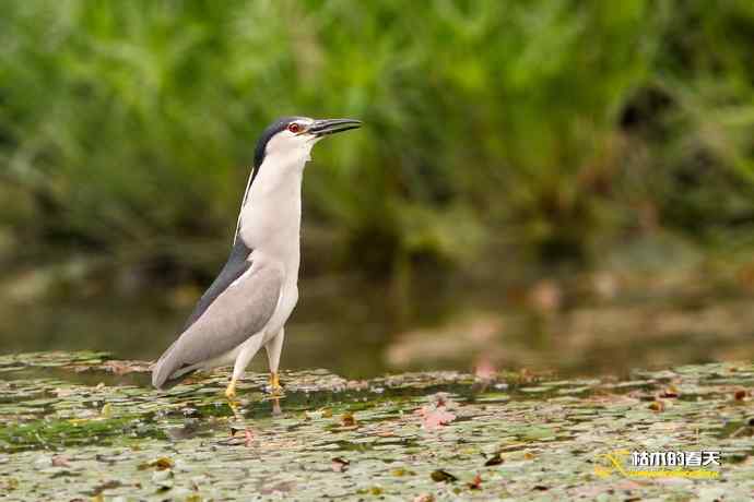 夜鹭的饕餮大餐 夜鹭的饕餮大餐