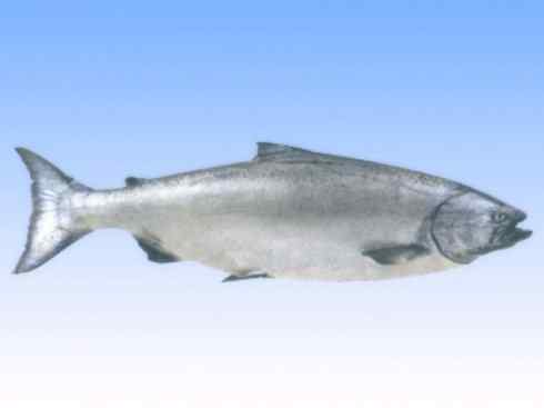 自然奇观:动物大迁徙(大马哈鱼) 自然奇观:动物大迁徙(大马哈鱼)